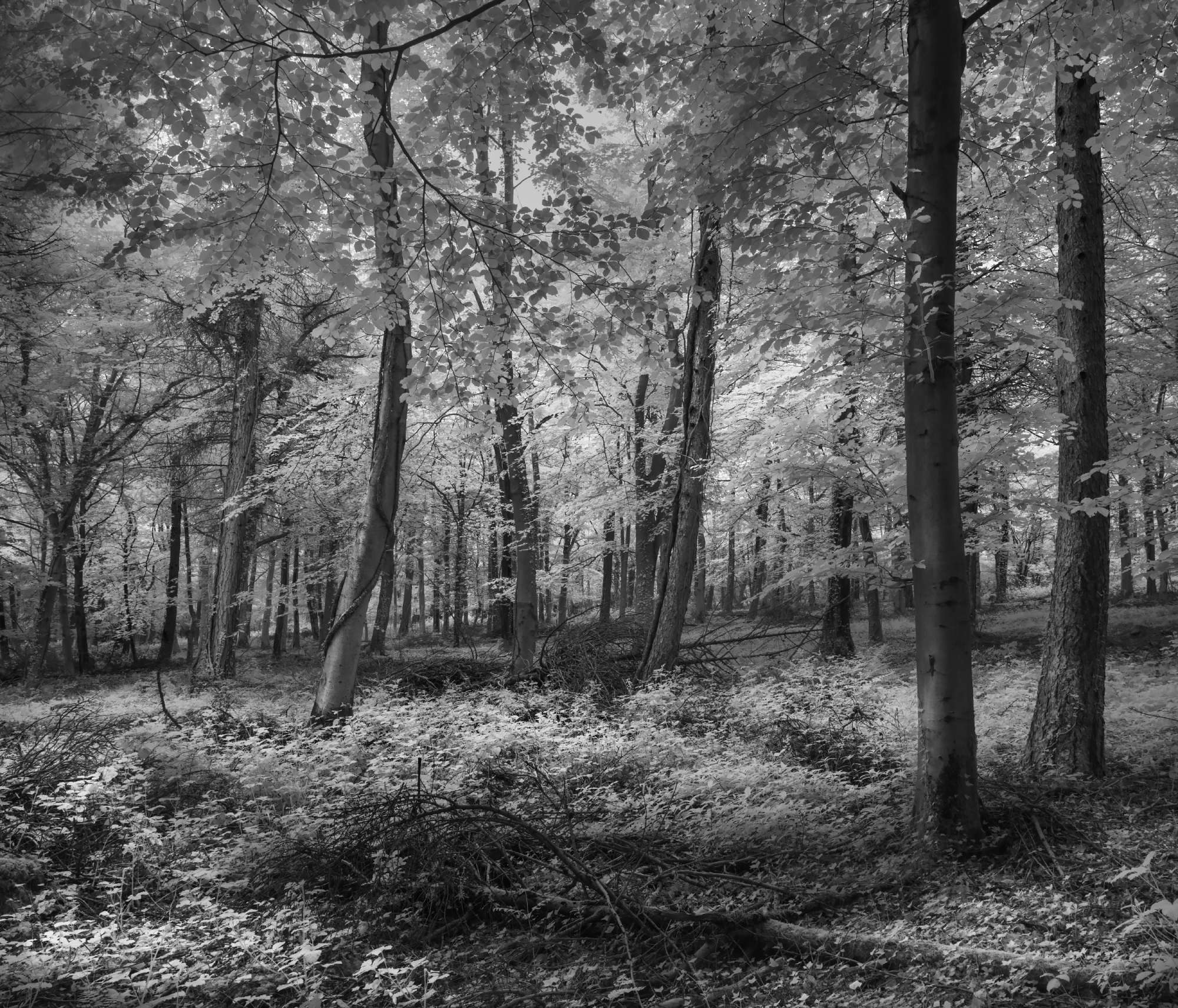 Friston Forest, Sussex, UK in Infrared - Michael Pilkington aspect2i