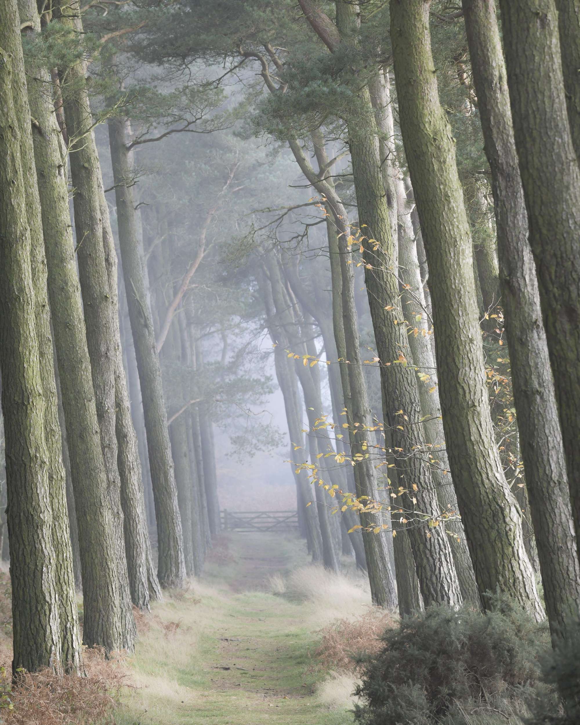 Photograohy Workshop - Woodland In Mist by Mark Lawrence aspect2i